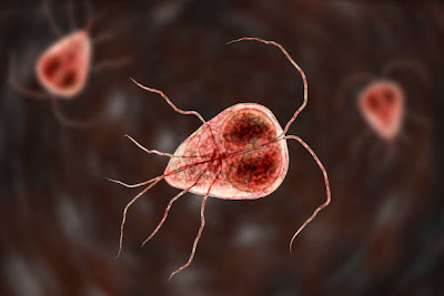 الجيارديا  لامبليا(Giardia lamblia)
 الطور المتحرك   تروفوزويت
(Trophozoites)