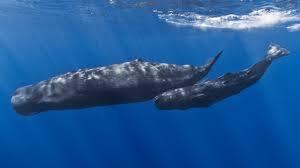 Enigmatic Sperm Whale