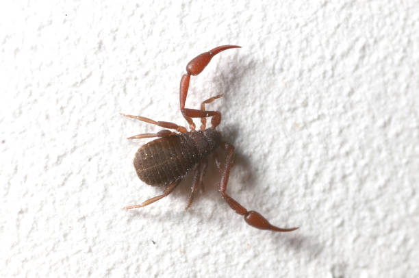 Close-up image of an ant scorpion, showcasing its distinct features and anatomy.