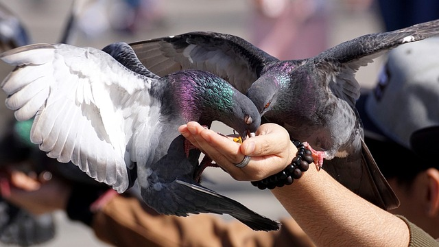 no-feeding-pigeons