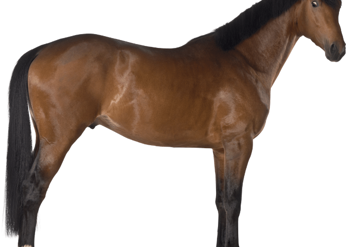 What is Topline in Horses?