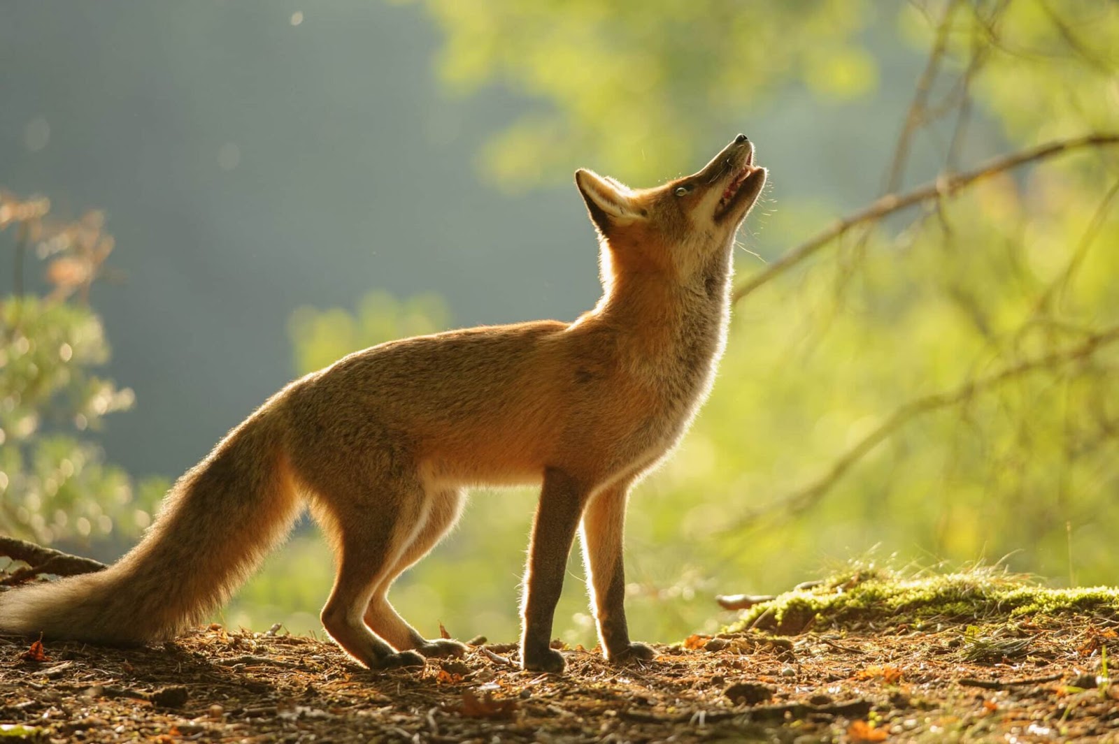 Foxes Spirit Animal