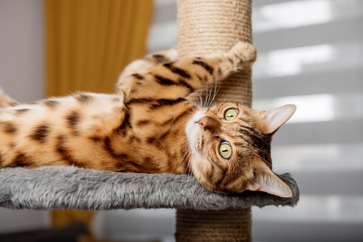 alternatives to declawing cats
