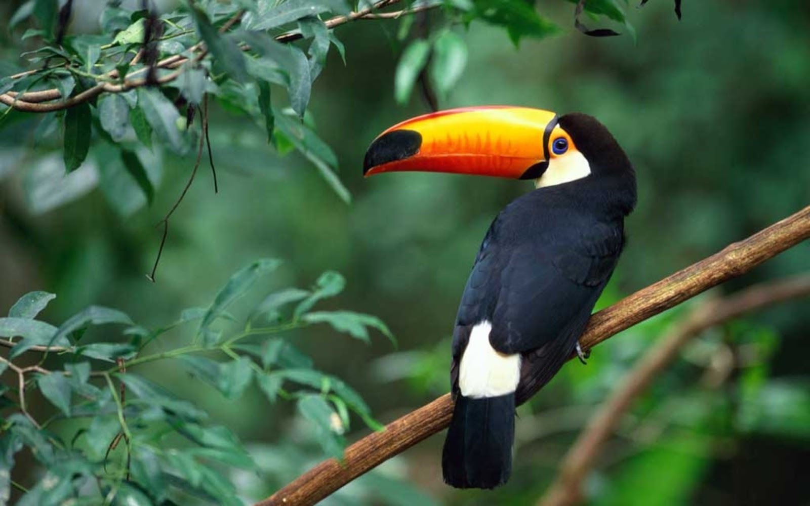 Toucans Of The Rainforest