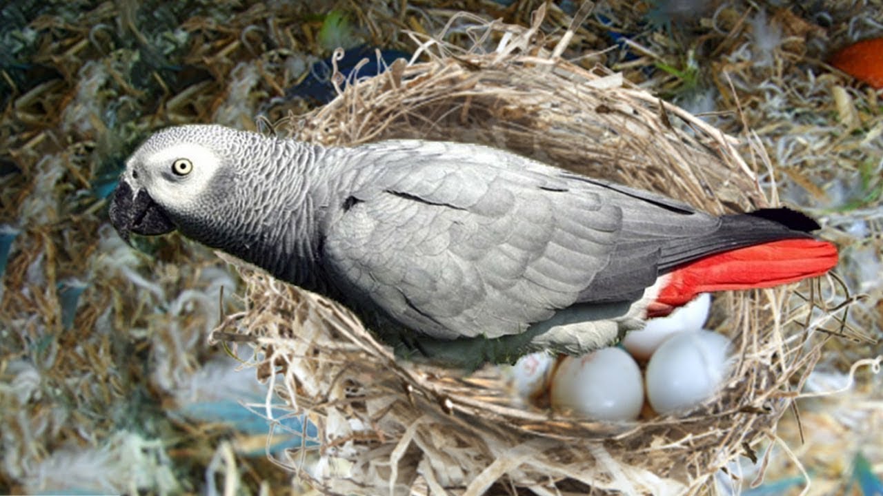 African Grey Parrots Eggs