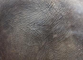 http://www.publicdomainpictures.net/pictures/50000/velka/elephant-skin-texture.jpg