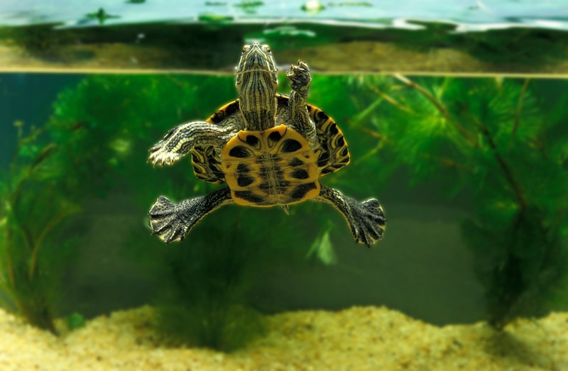 Yellow Belly Turtles Habitat