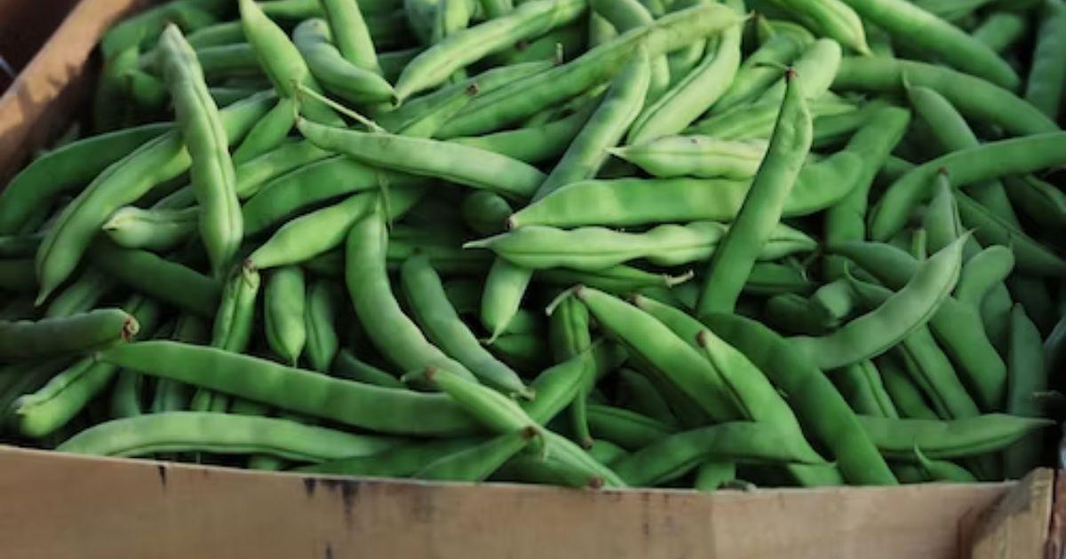 A box of green beansDescription automatically generated