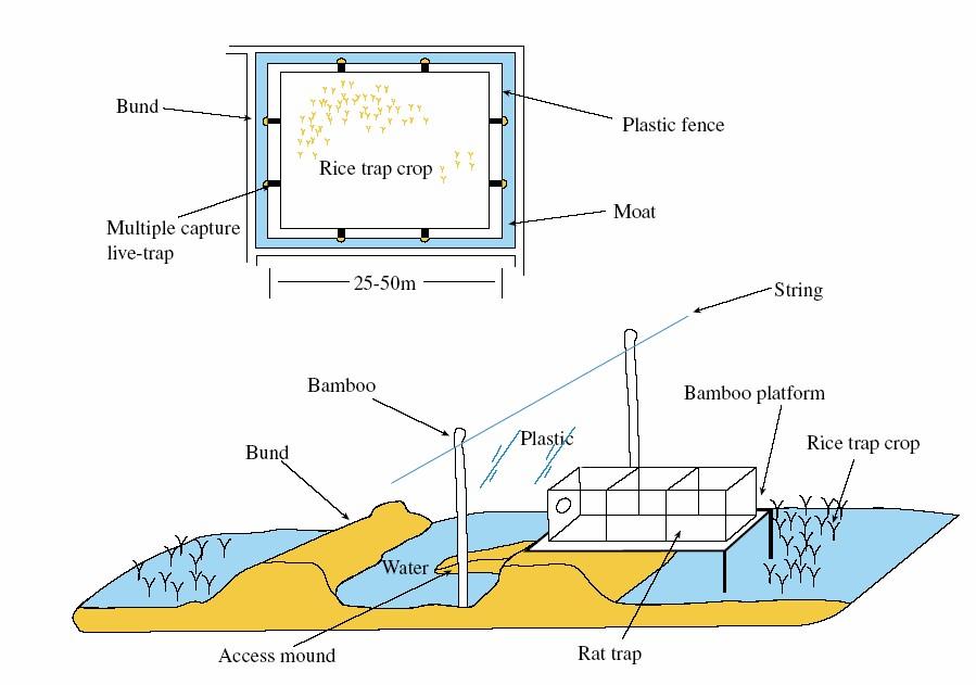 Figure 1: View of large rat trap cage (bottom) and diagram showing placement of traps around rice trap crop (top). Figures from ACIAR Research Note.