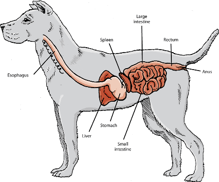 Digestive Issues in Dogs