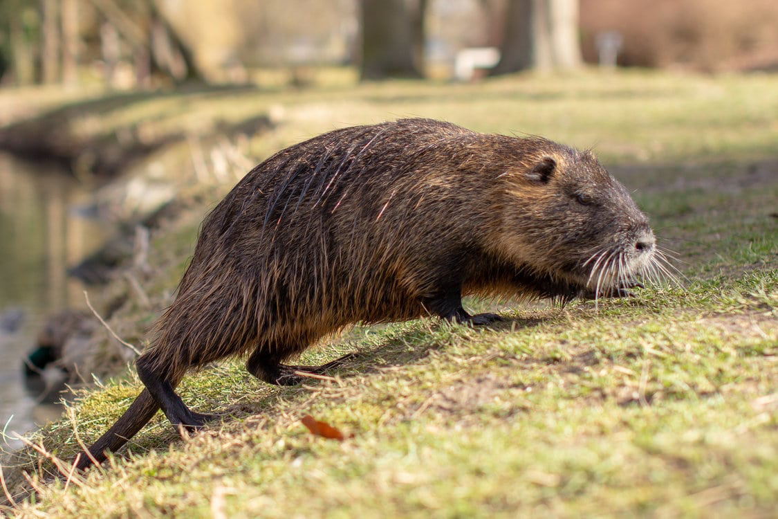 Large Rat Walking On Grass