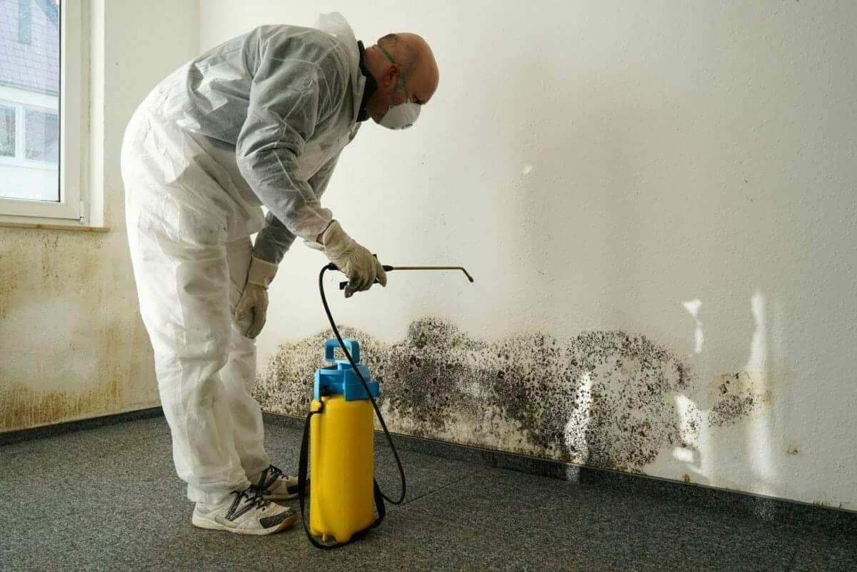 black mould removal Sydney