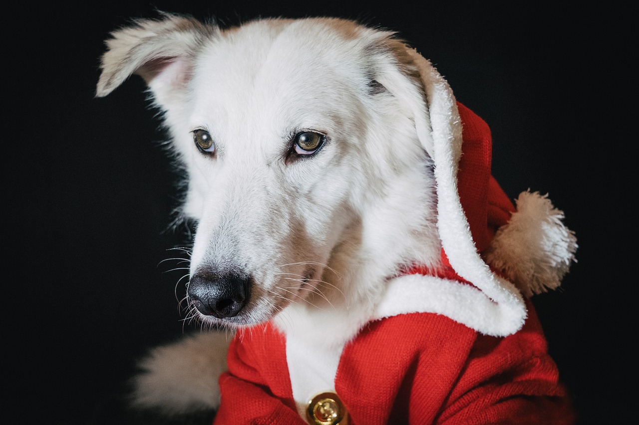 Alt Text: A white dog in a Santa outfit.
