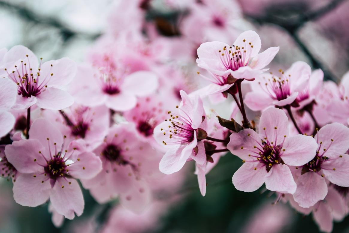 Afbeelding met bloesem, lente, bloemblaadje, kersenbloesem

Automatisch gegenereerde beschrijving
