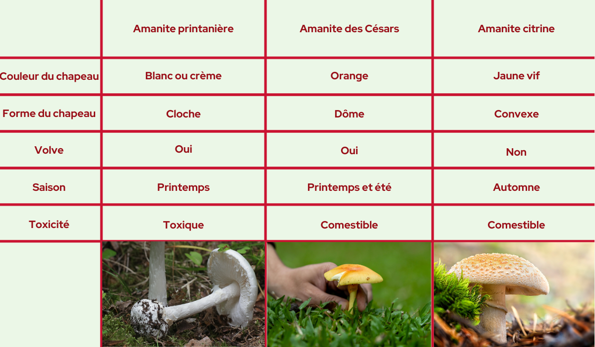 comparaison-de-champignons-vénéneux