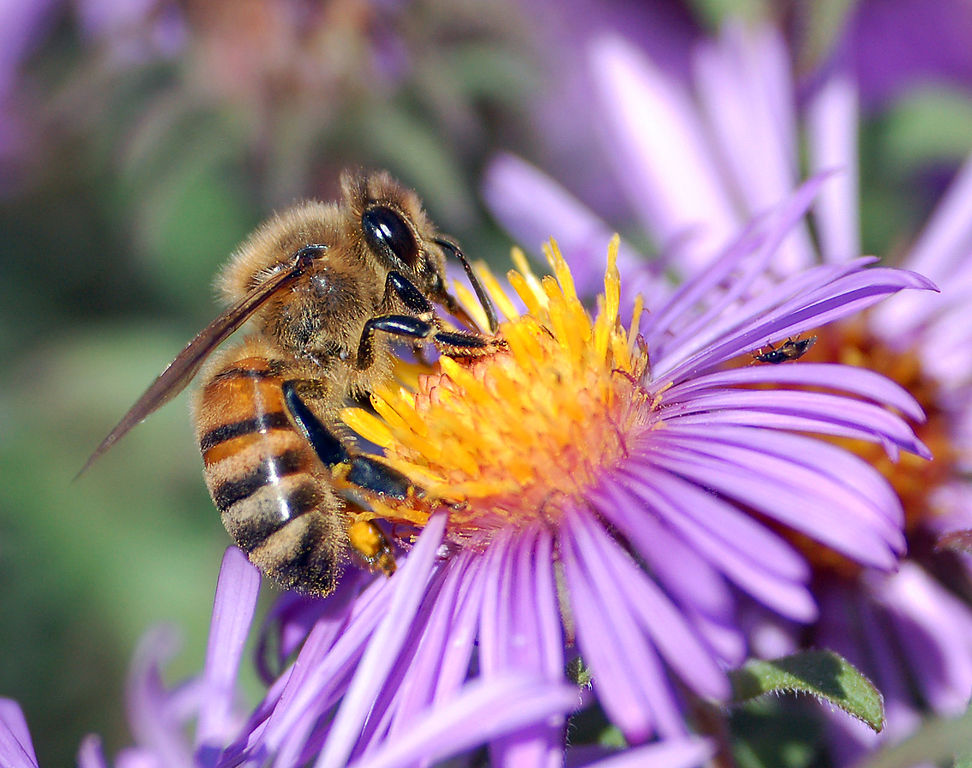 https://upload.wikimedia.org/wikipedia/commons/thumb/1/1d/European_honey_bee_extracts_nectar.jpg/972px-European_honey_bee_extracts_nectar.jpg