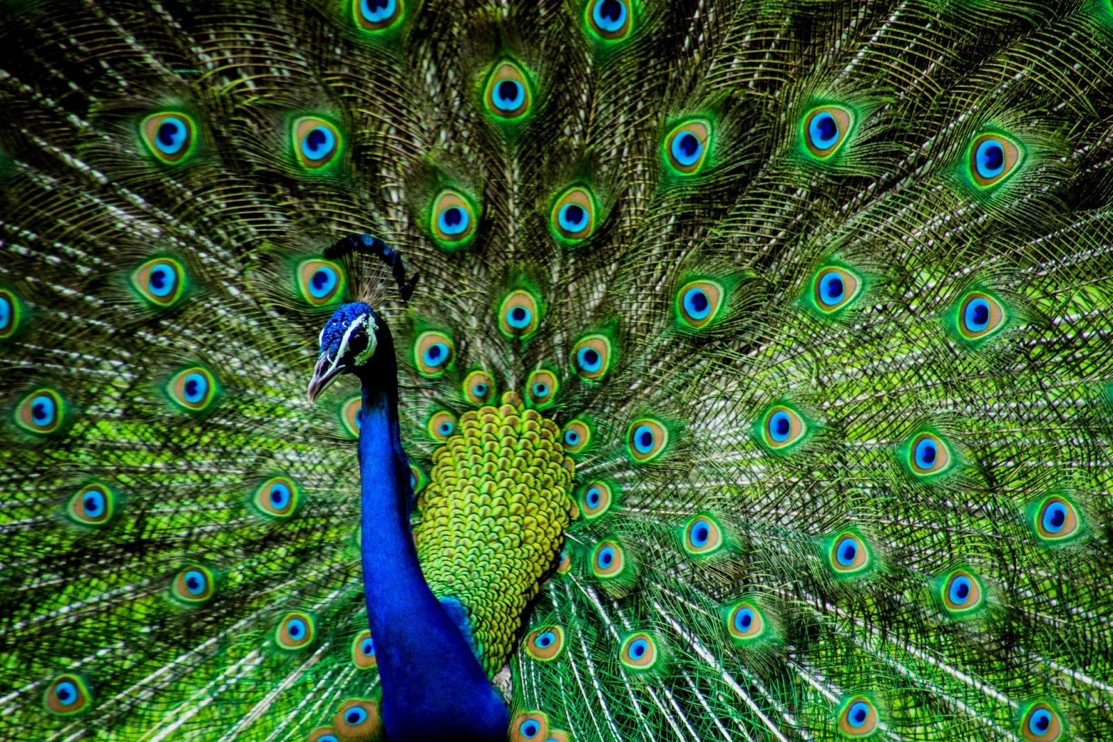 very short essay of peacock