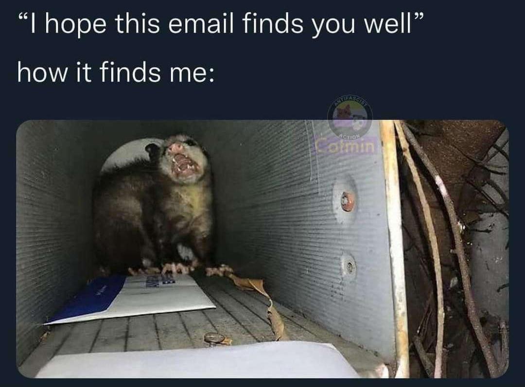 hissing-email-possum