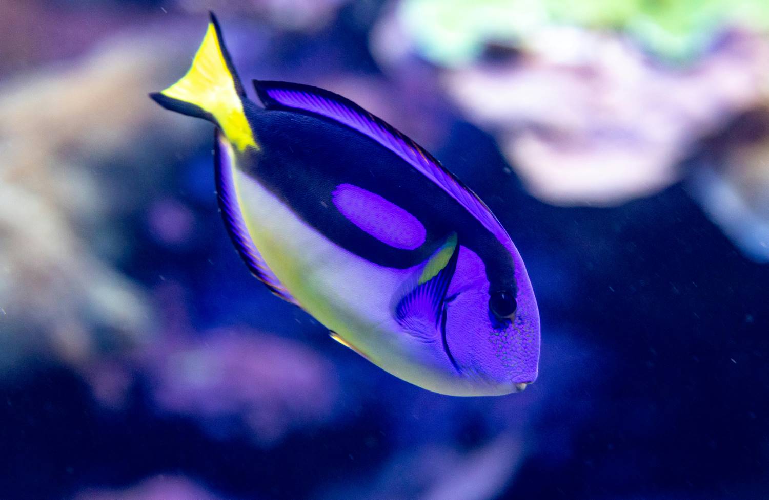 Saltwater Fish for Aquariums - Midas Blenny