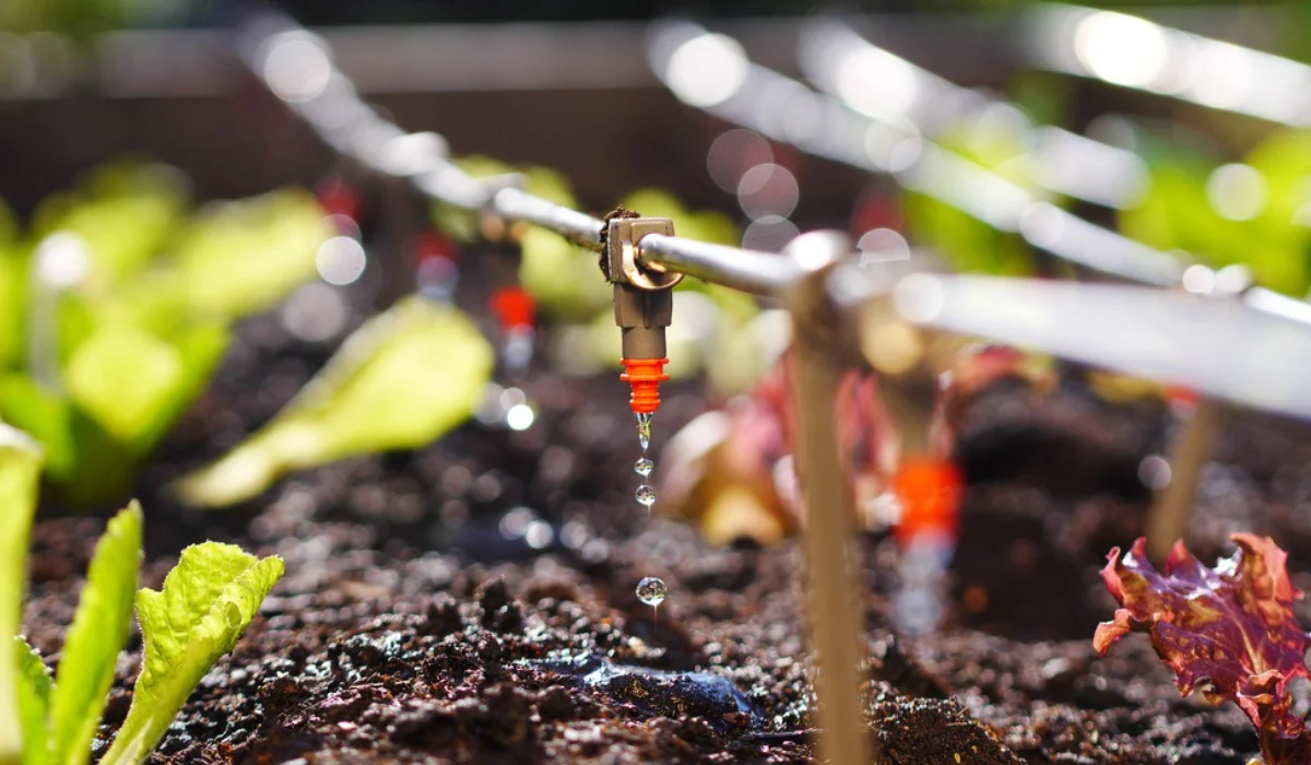 Adjust Watering Habits