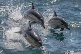 dolphin watching