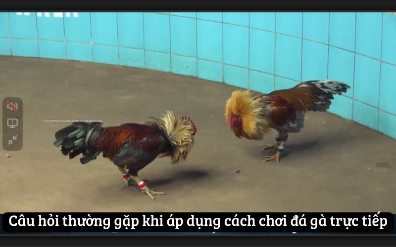 Câu hỏi thường gặp khi áp dụng cách chơi đá gà trực tiếp