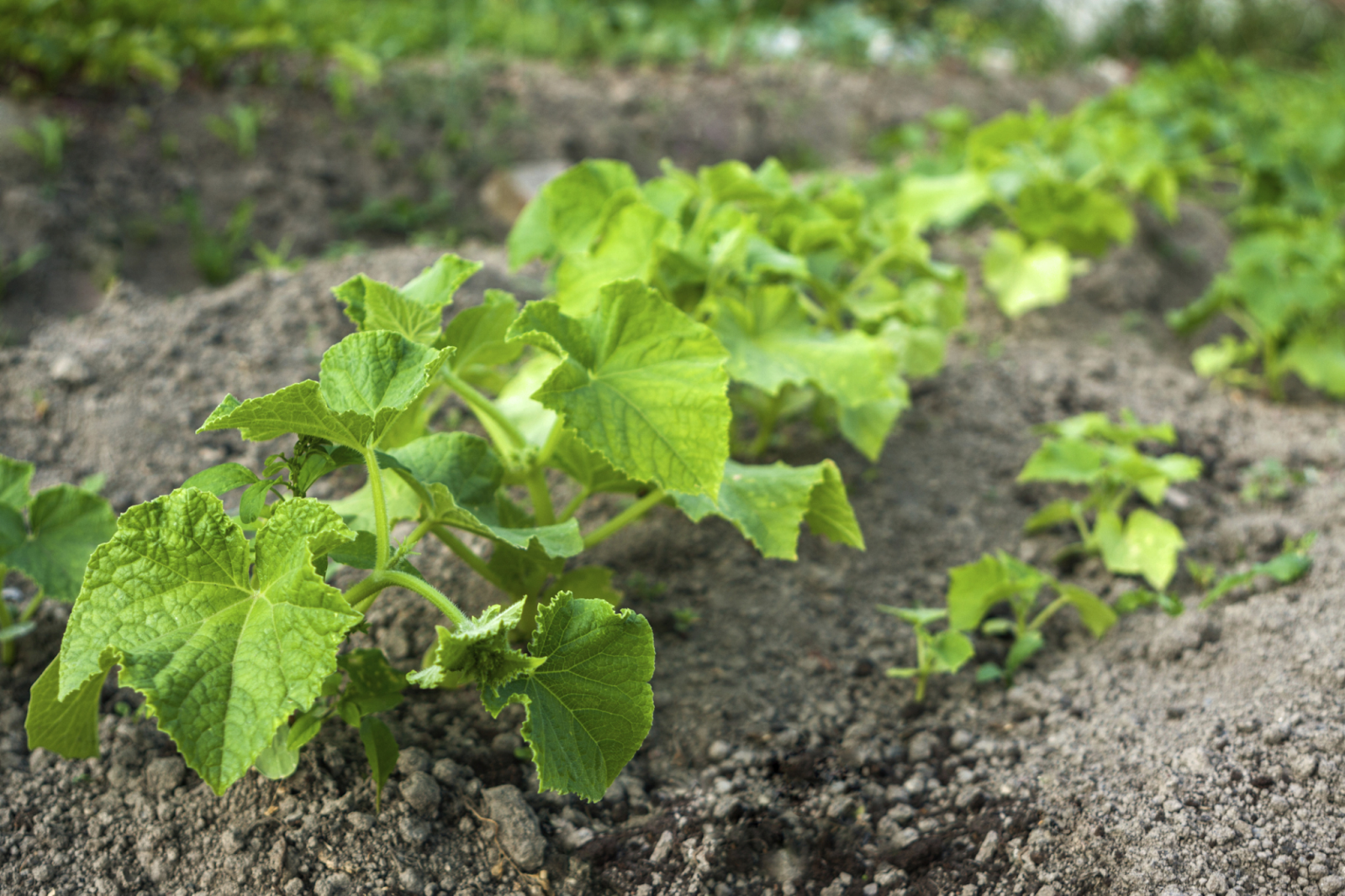 Common Issues and Troubleshooting When Growing Cucumbers