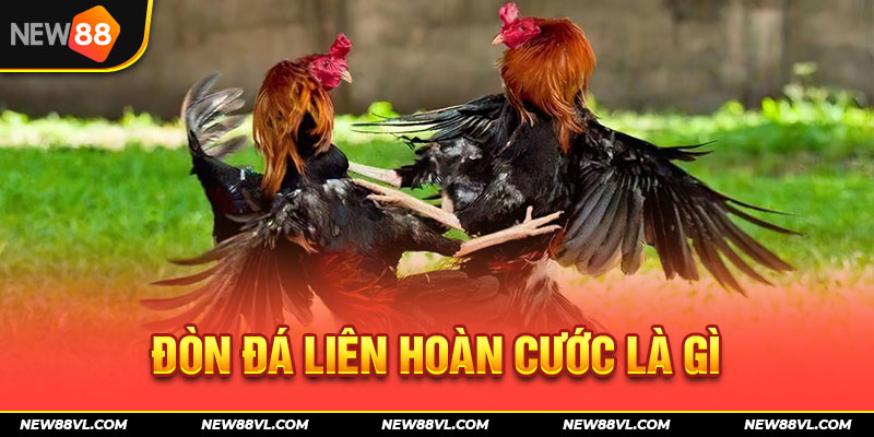 Đá liên hoàn cước - Tuyệt chiêu của siêu gà đòn