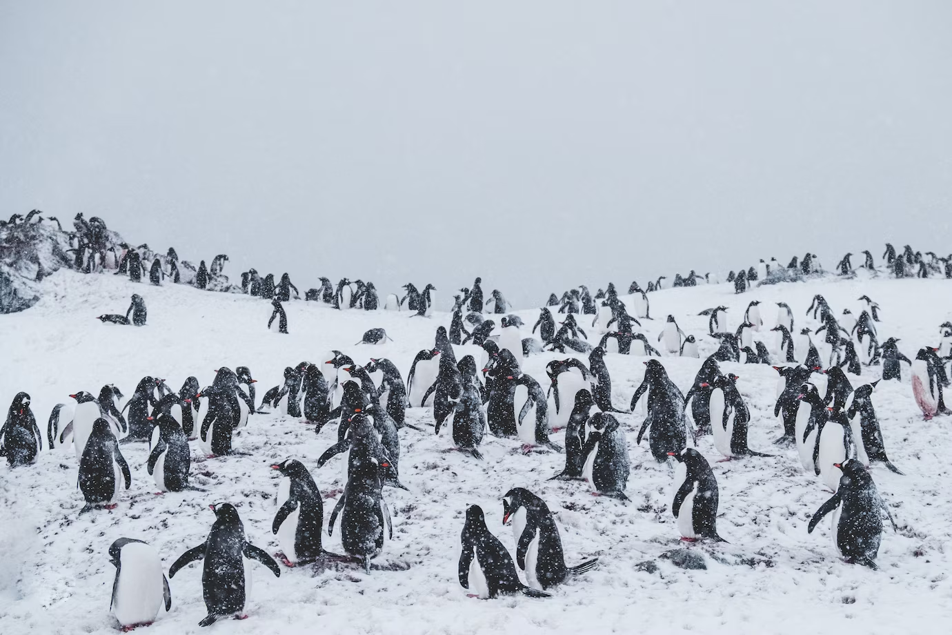 Pinguini - differenze tra maschi e femmine