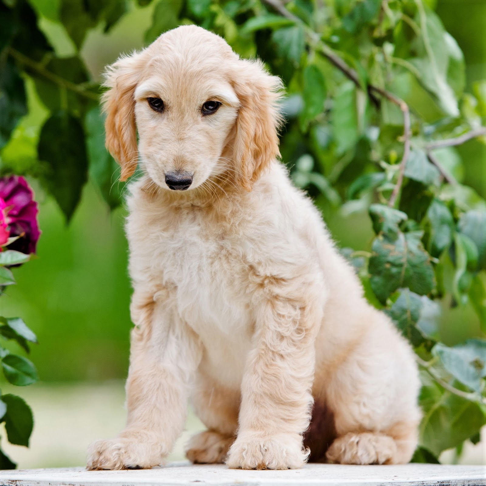 afghan hound