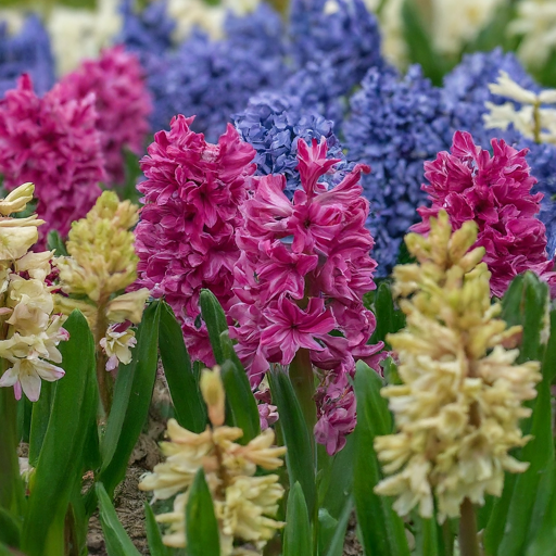 Enjoying Your Hyacinths and Planning for the Future