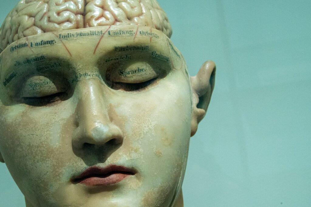 a model with the human brain - Memory Techniques For Studying