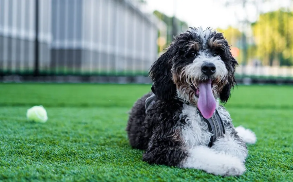 Bernedoodle
