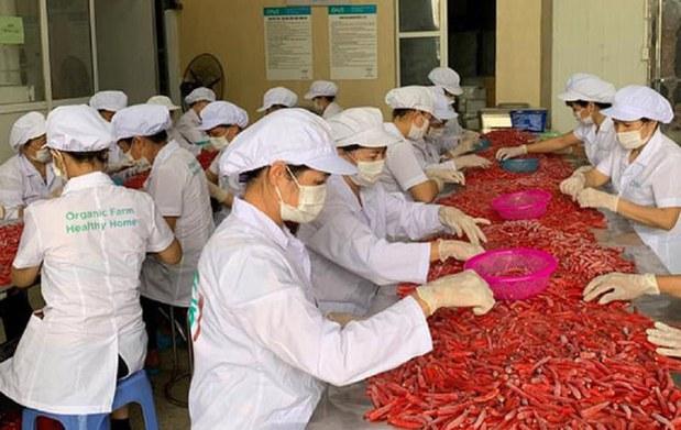 Hàn Quốc tái kiểm tra ớt cay nhập khẩu từ Việt Nam