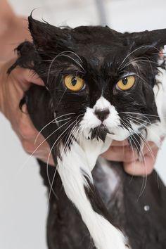 A wet cat being held by a person

Description automatically generated
