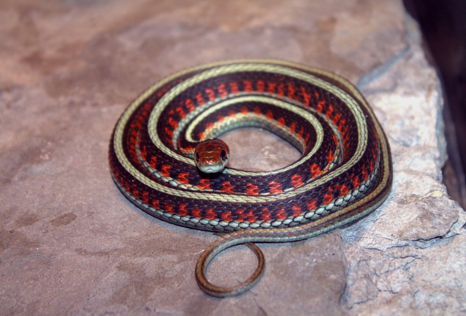 California Red Sided Garter Snakes For Sale