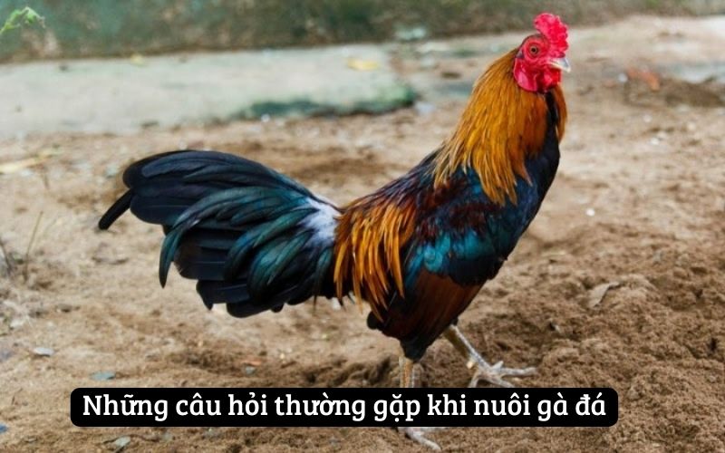 Những câu hỏi thường gặp khi nuôi gà đá