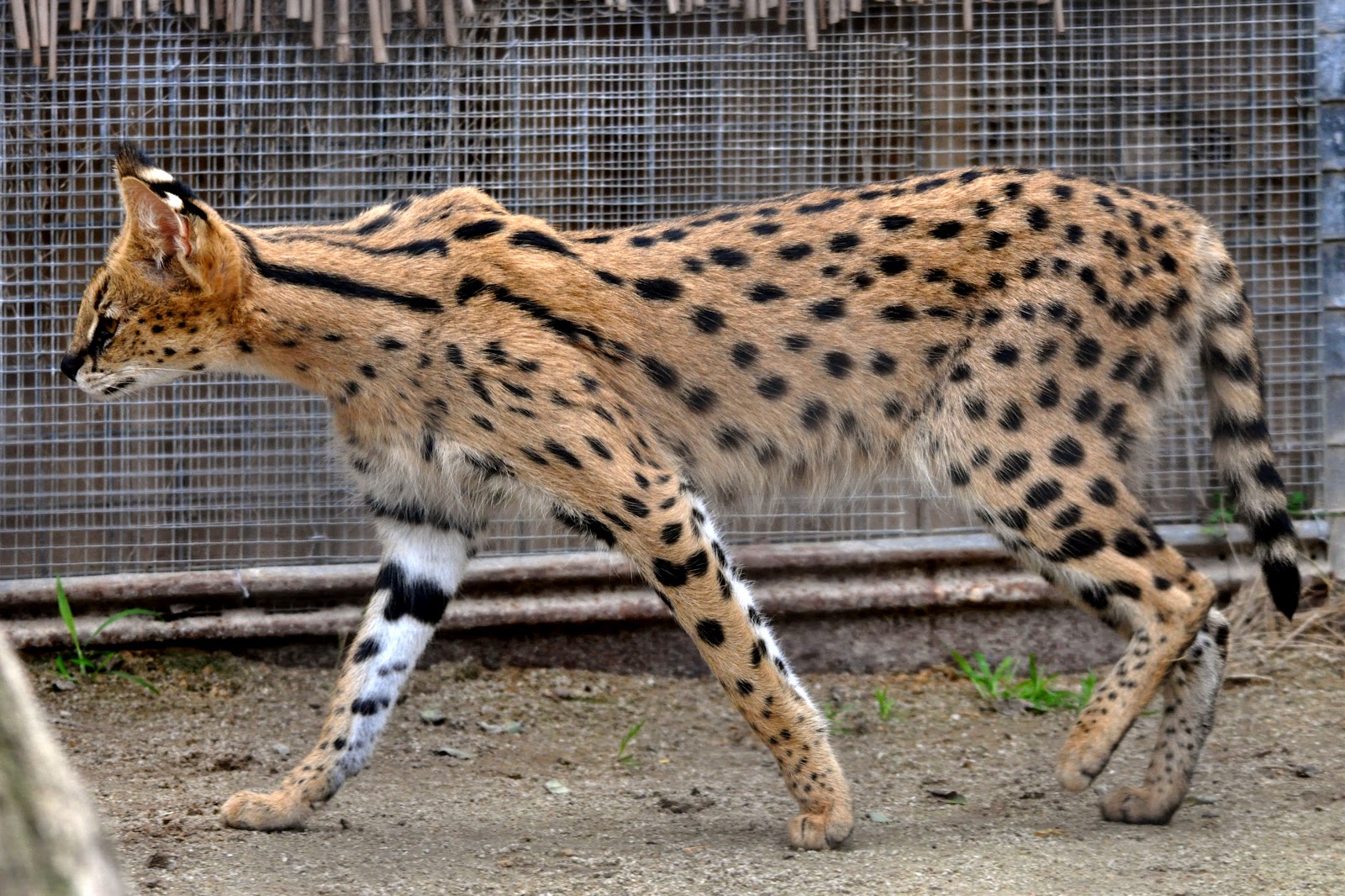 Savannah Cats Breeder