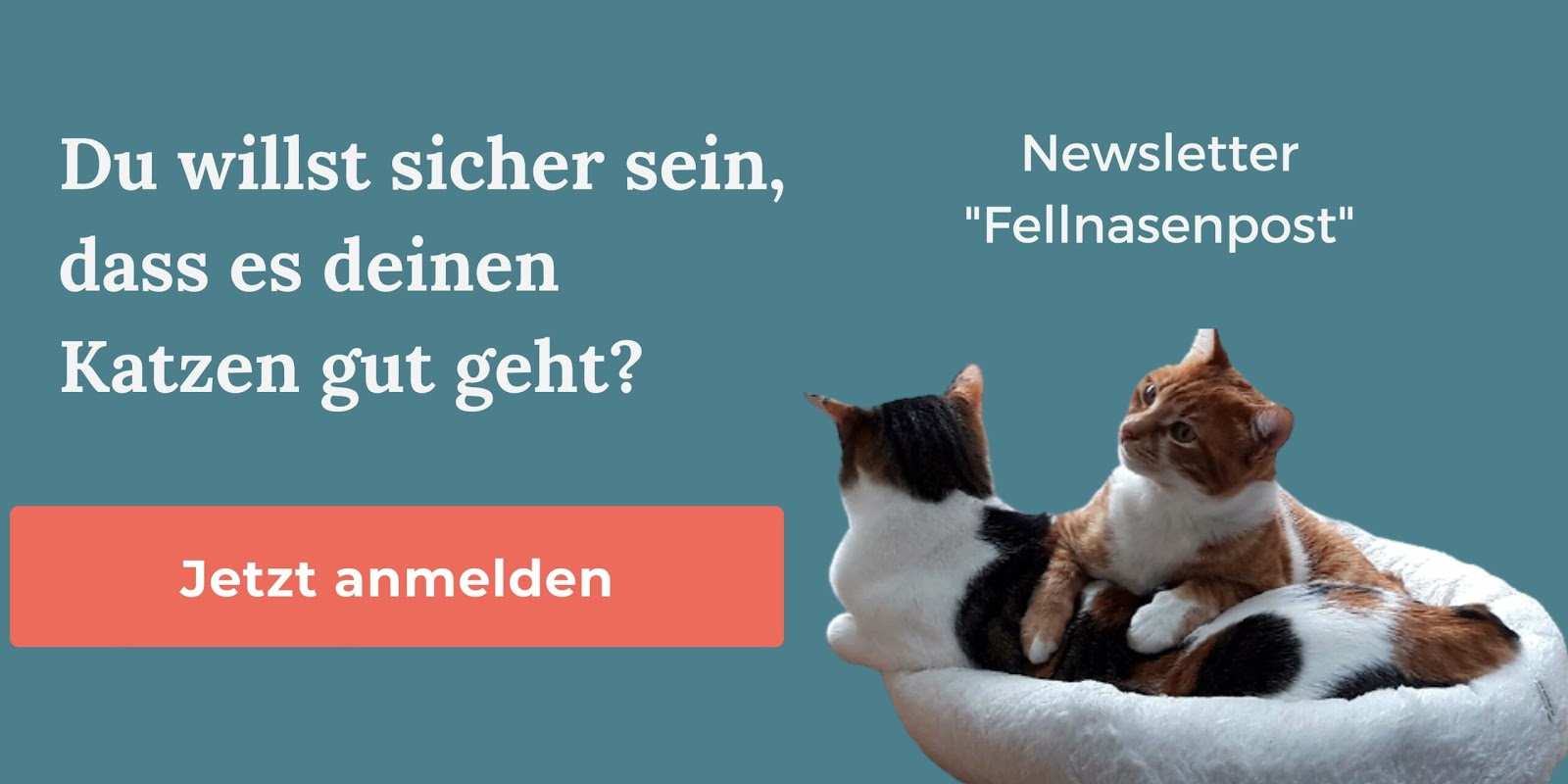 leben mit katze wissen