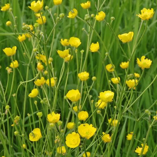 Ranunculus acris