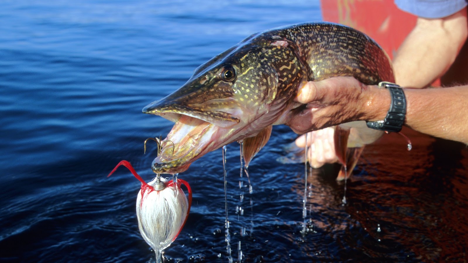 Pike Fishing Technique