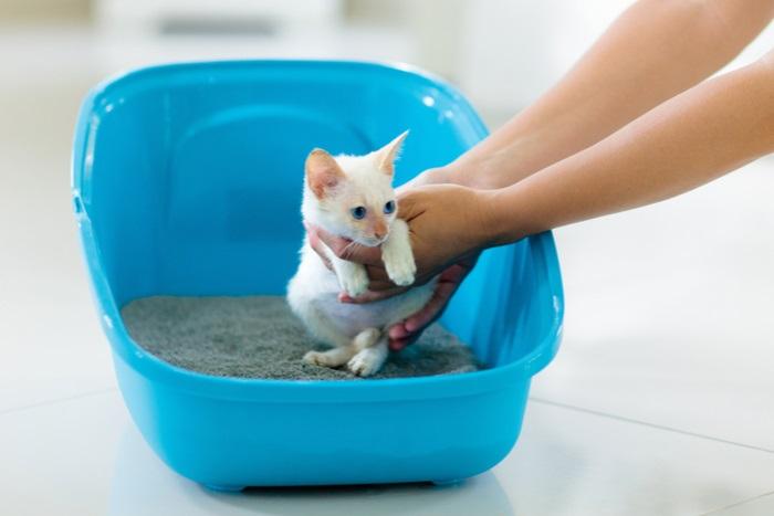 How To Litter Train A Kitten In 3 Simple Steps - Cats.com