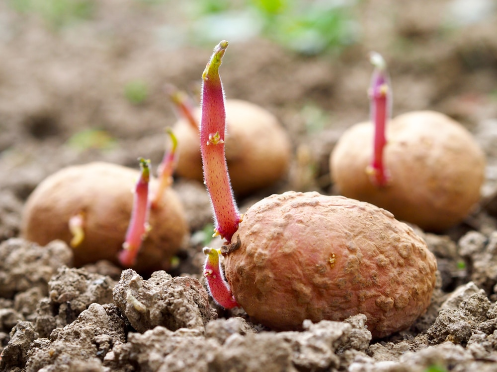 Are Potatoes with Sprouts Good to Plant