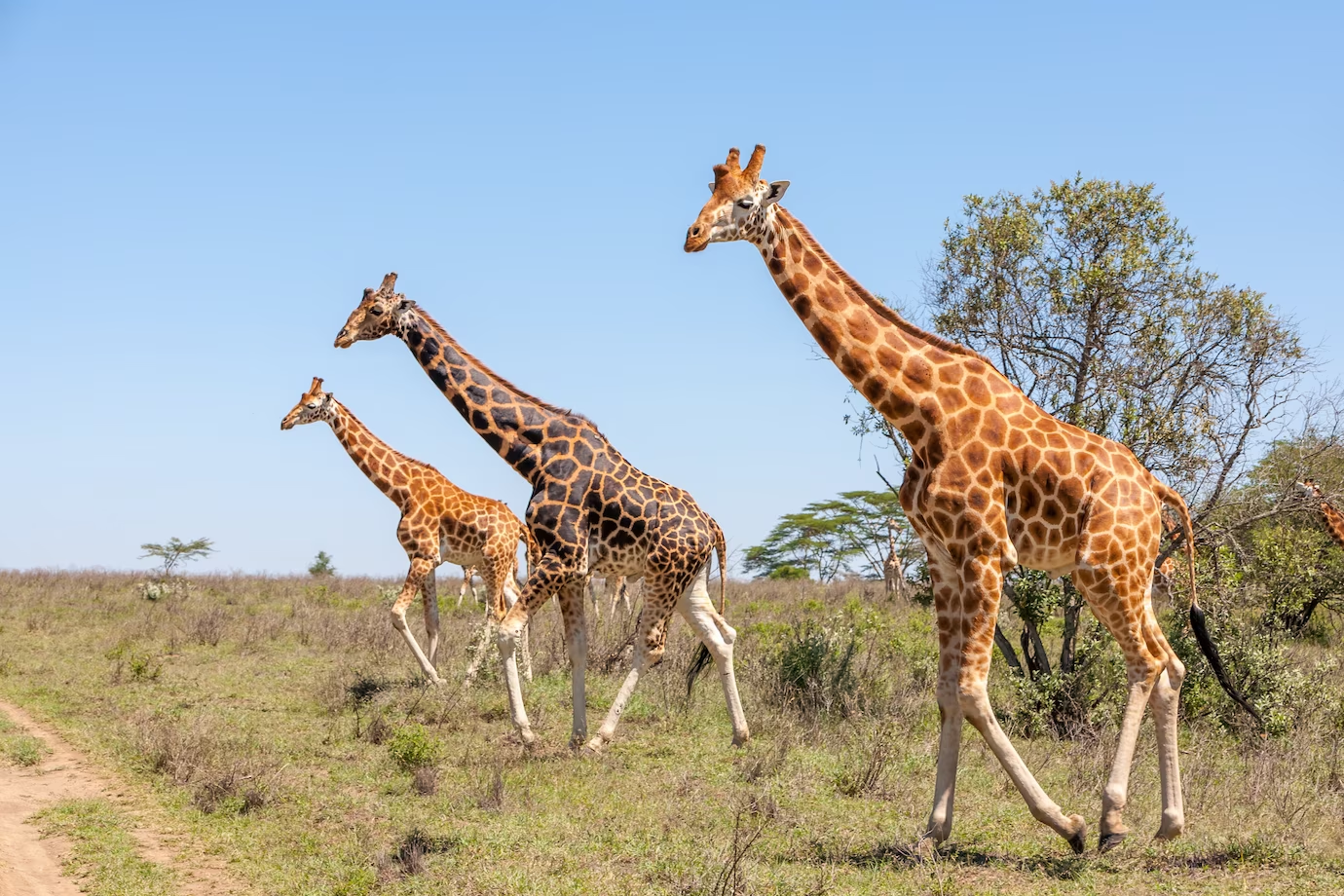 La giraffa - riproduzione