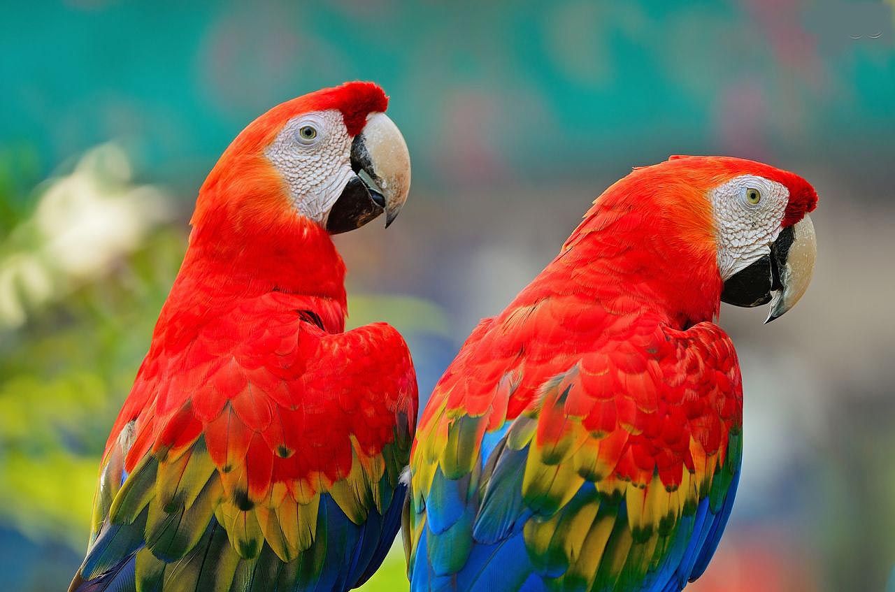 Parrots Breeders
