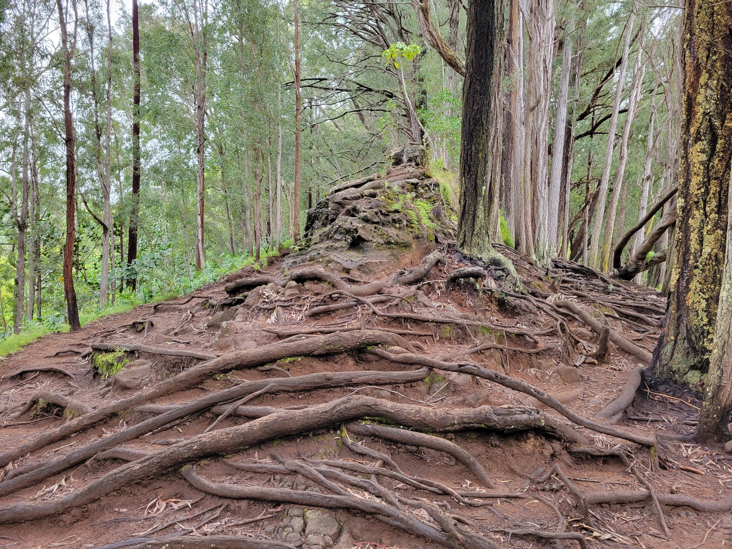 Makiki Valley Loop Trail root formation