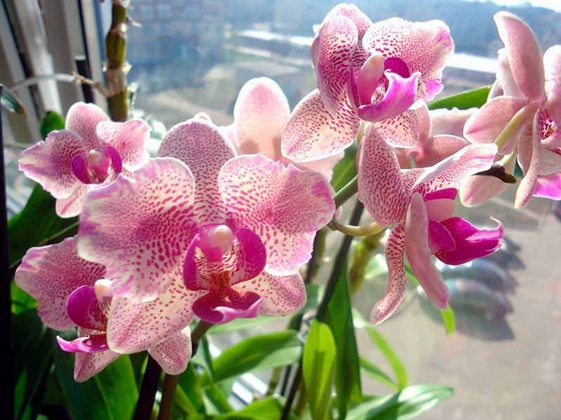 Орхидеи фотографии, названия, уход - каталог комнатных растений от А до Я