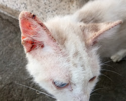 Image of Scabies in cats