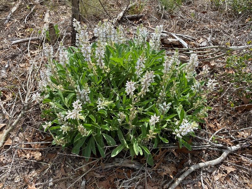 A plant with white flowers

Description automatically generated