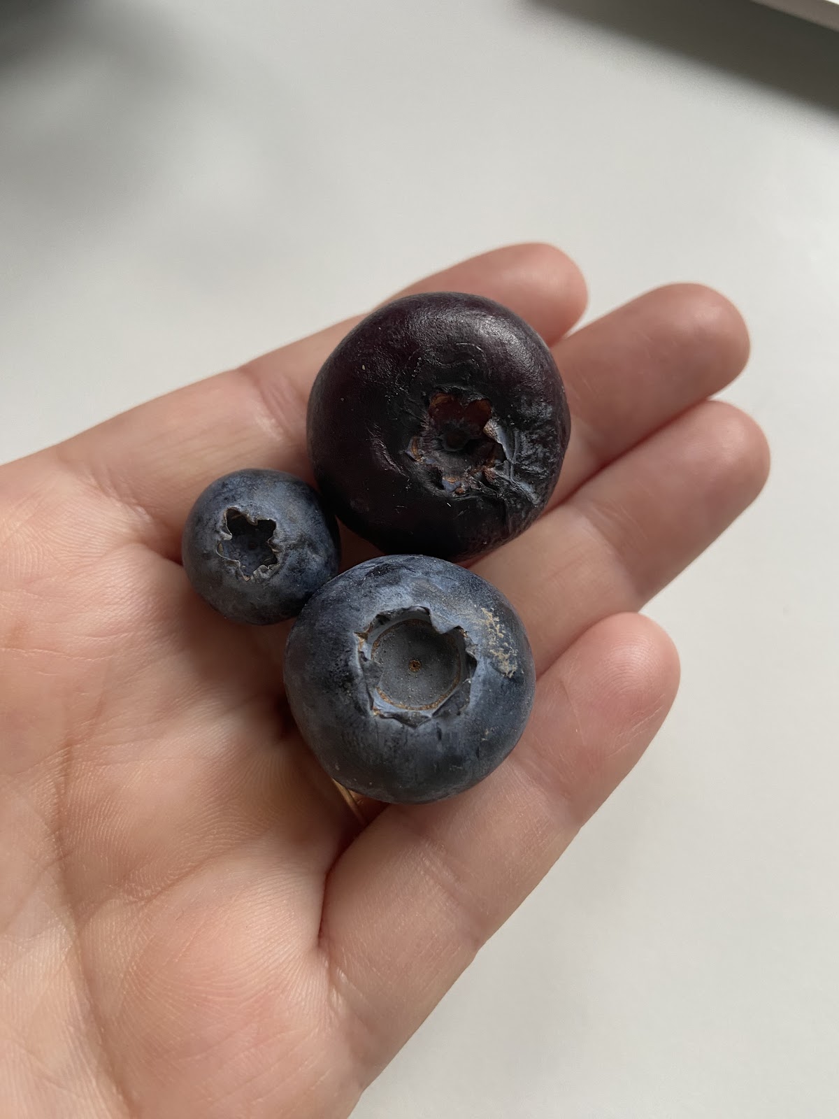 Who supersized blueberries?